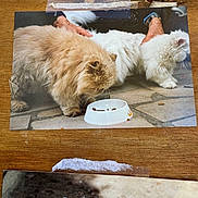 Dalton participe au concours pour gagner de l'argent avec cette photo : cat, fluffy_cat, white_cat, cream_cat, pet, food_bowl, kibble, hand, tiled_floor, wooden_surface, tape, indoor, animal, feline, fur, domestic_animal, two_cats, feeding, close_up, photo_on_photo