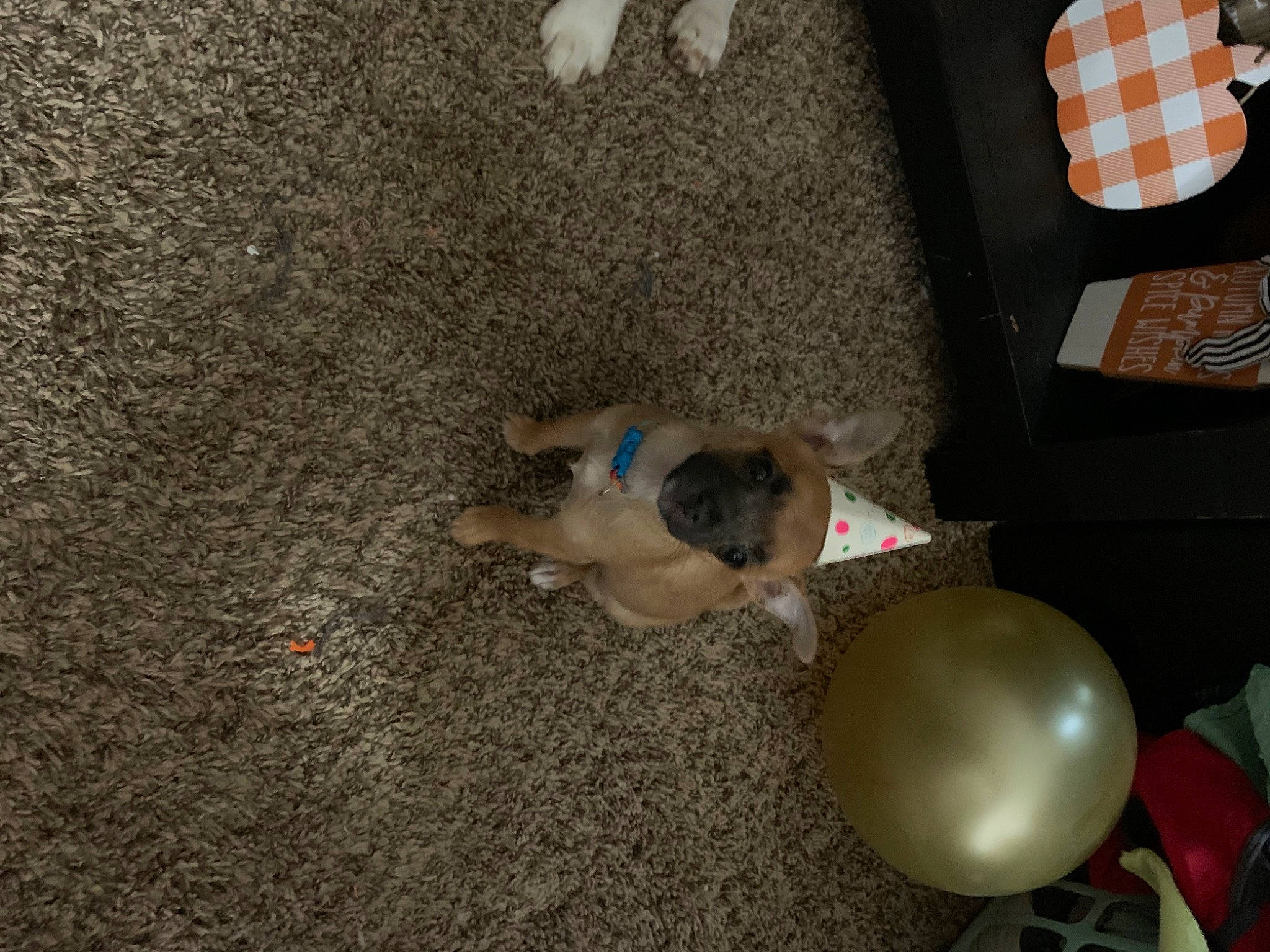 Hunni Bee joined the competition — help win amazing prizes! asphalt, balloon, canidae, carnivore, companion_dog, concrete, dog, dog_breed, fawn, flooring, non_sporting_group, road_surface, room, soil, sporting_group, tail, toy, wood