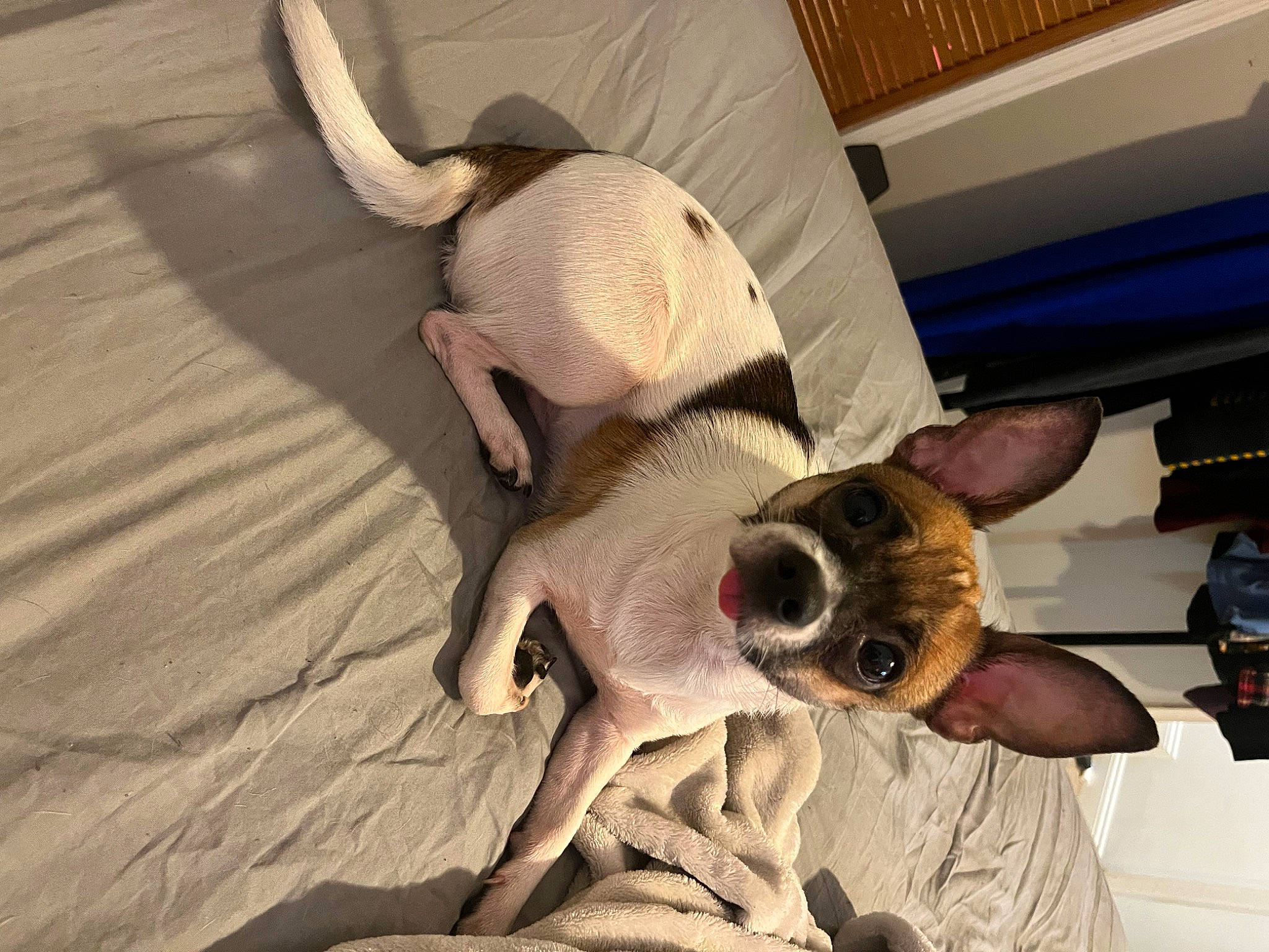 Loki is registered to the contest to win money with this photo: bone, canidae, carnivore, comfort, companion_dog, dog, dog_breed, extinction, fawn, flooring, fur, paw, shadow, snout, sporting_group, tail, terrestrial_animal, toy_dog, wood, working_animal