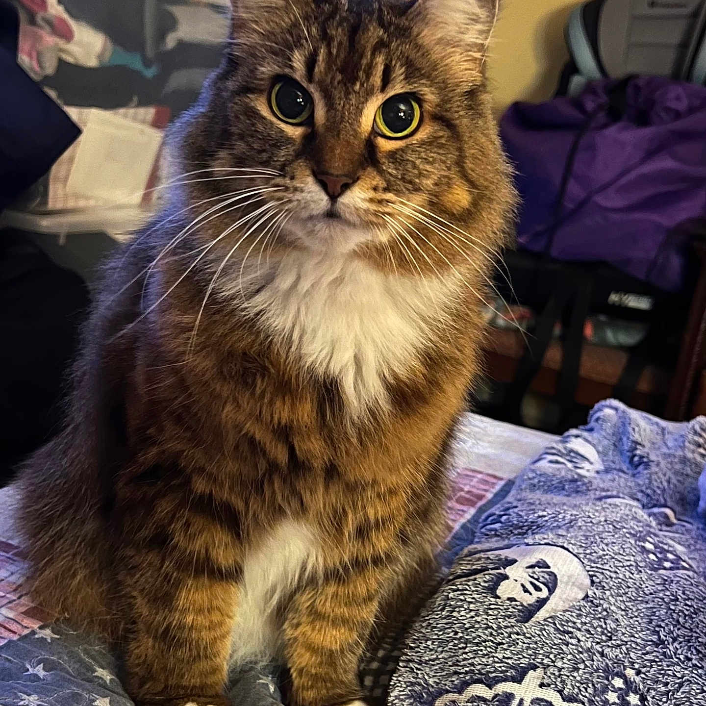 Gizmo joined the competition — help win amazing prizes! animal, bed, cat, closeup, cozy, cute, ears, eyes, fluffy, furniture, indoor, pattern, pet, quilt, sitting, tabby, towel, whiskers, white_chest, white_paws