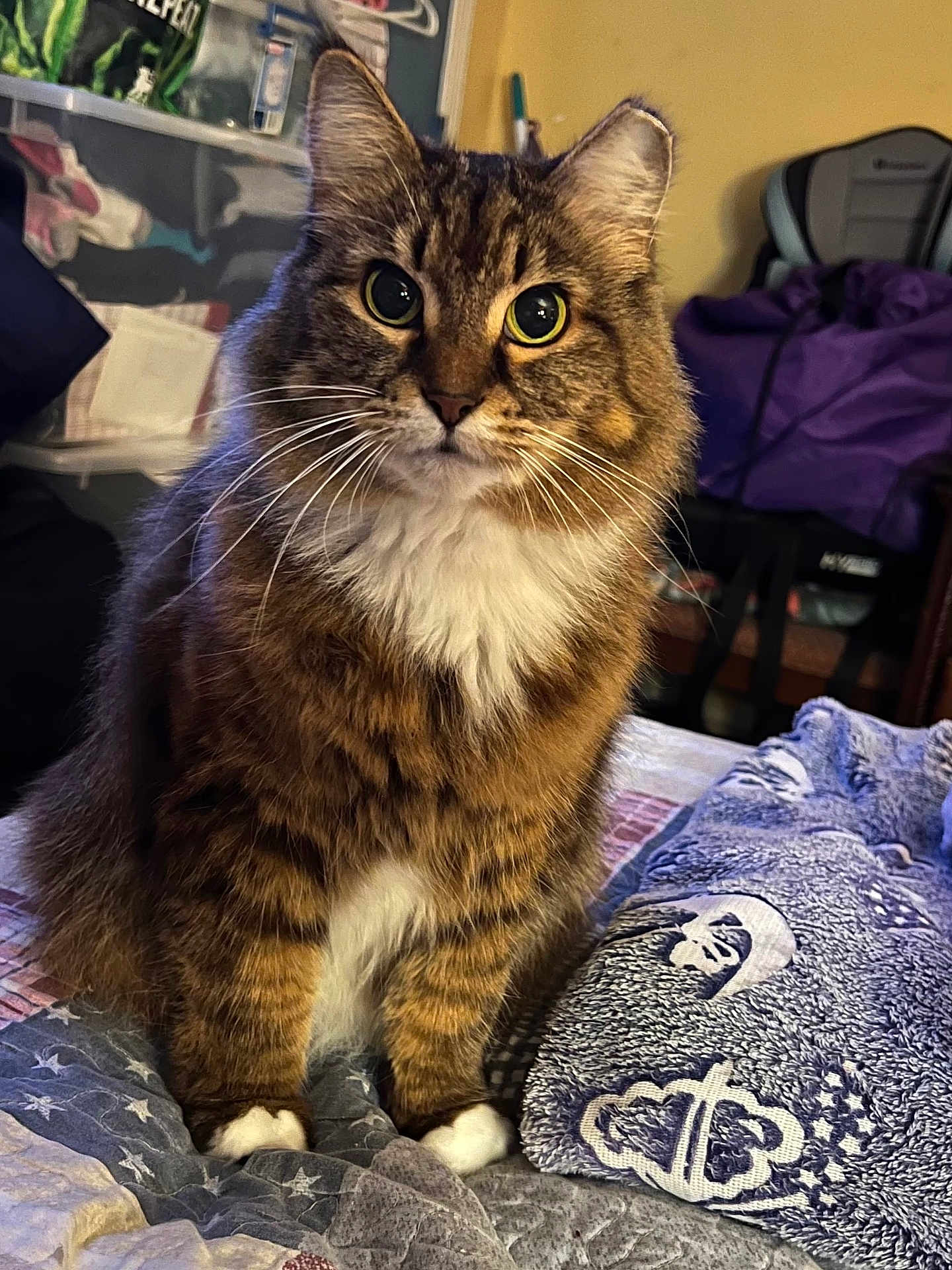 Gizmo