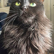 Fifi is registered to the contest to win money with this photo: cat, black_cat, green_eyes, fluffy_fur, indoor, pet, whiskers, portrait, closeup, feline, animal, domestic_animal, fur, cute, looking_up, relaxed, houseplant, lamp, wall_art, cozy