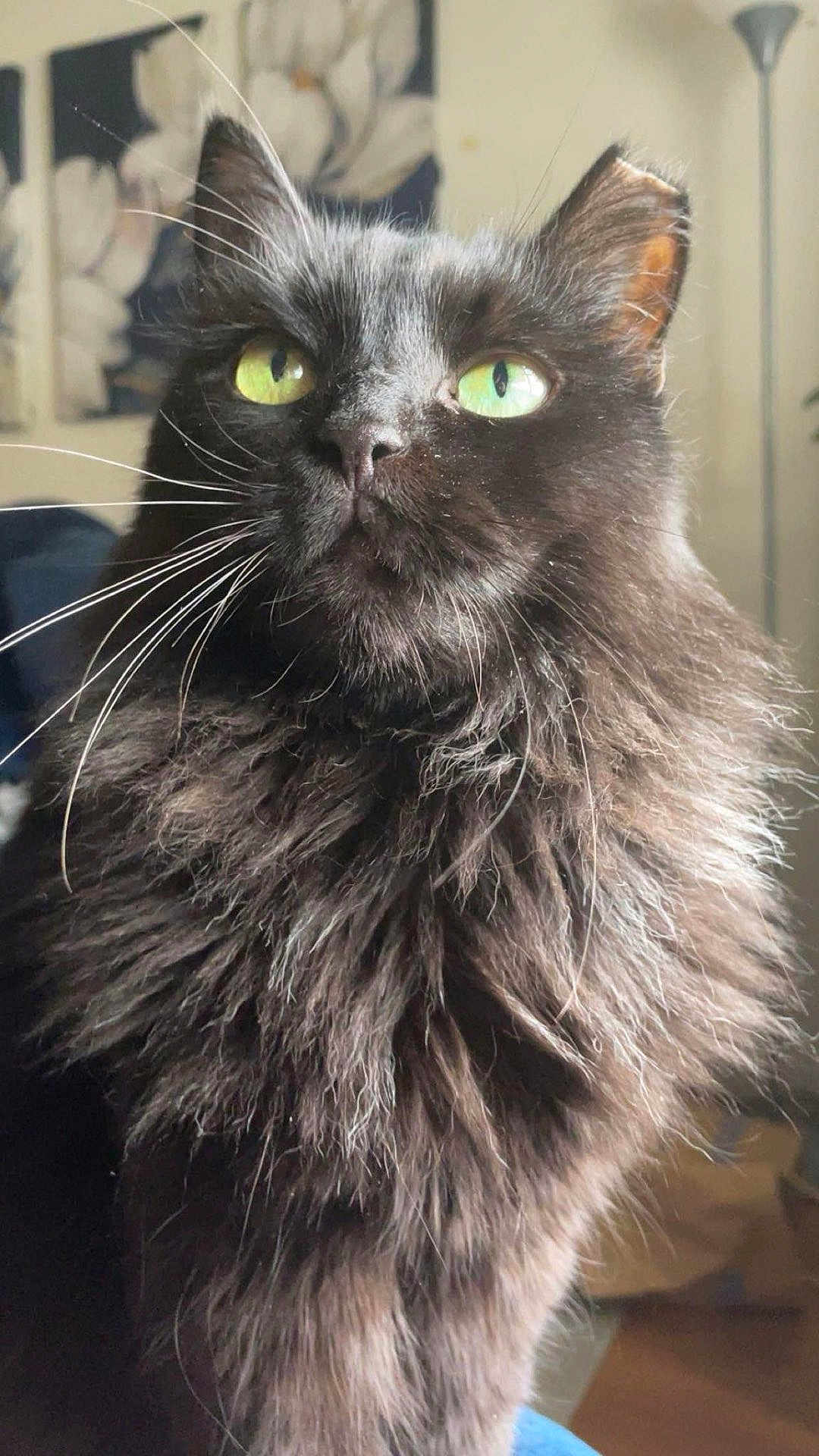 Fifi