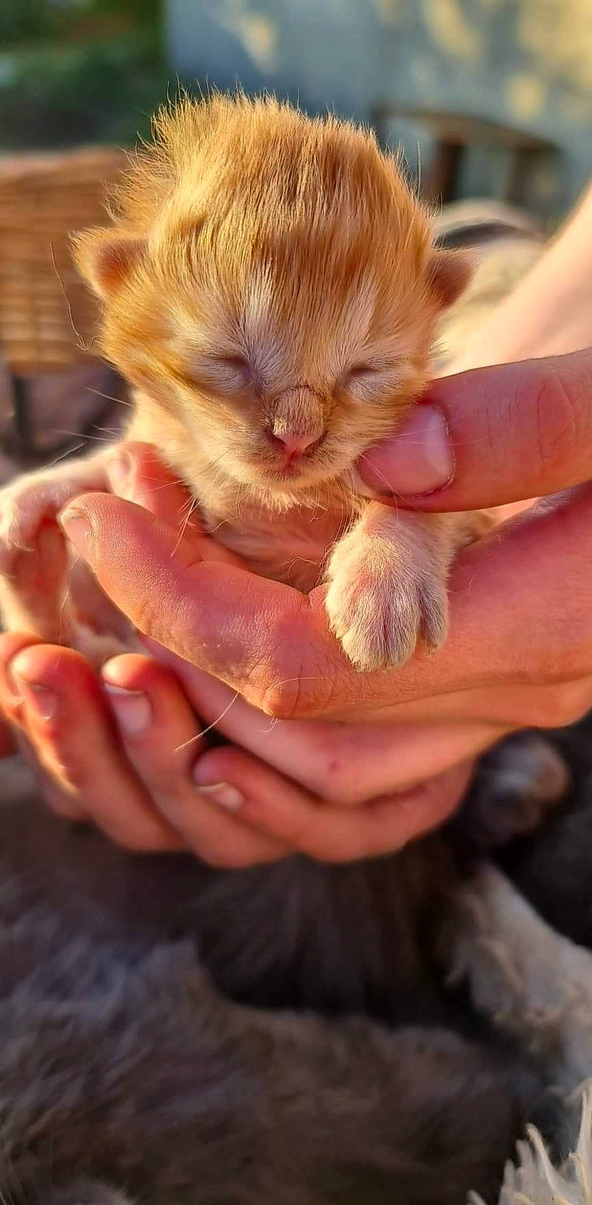 Samedi participe au concours pour gagner de l'argent avec cette photo : cat, chicken, claw, companion_dog, dog_breed, ear, fawn, felidae, finger, fur, gesture, hand, nail, paw, small_to_medium_sized_cats, snout, terrestrial_animal, thumb, toy_dog, whiskers