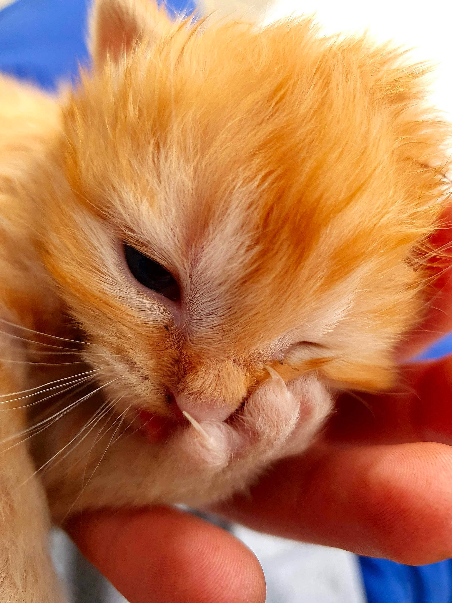 Samedi participe au concours pour gagner de l'argent avec cette photo : carnivore, cat, claw, close_up, comfort, domestic_short_haired_cat, ear, fawn, felidae, finger, fur, gesture, hand, nail, paw, small_to_medium_sized_cats, snout, tail, thumb, whiskers