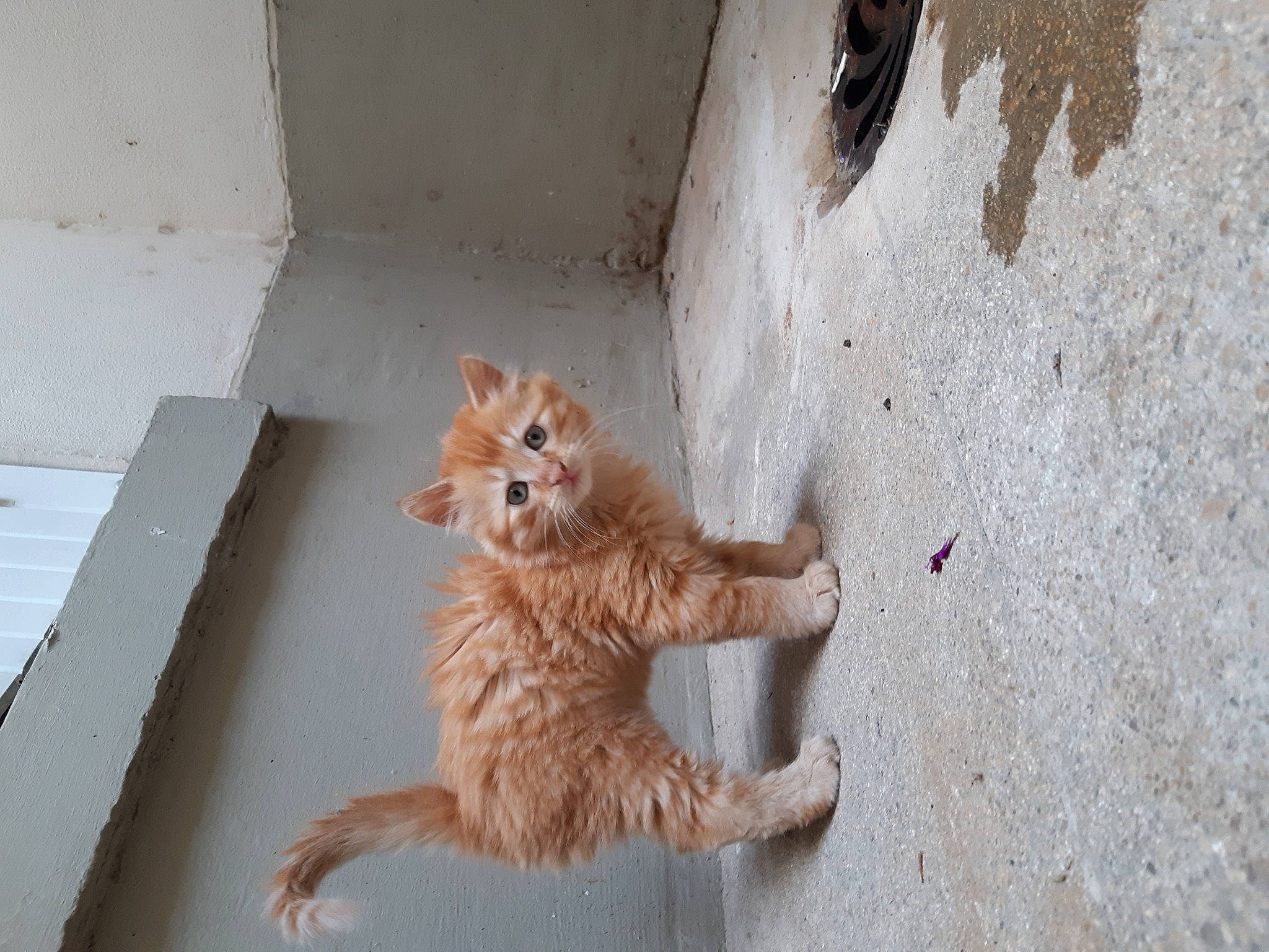 Samedi participe au concours pour gagner de l'argent avec cette photo : art, canidae, carnivore, cat, claw, concrete, domestic_short_haired_cat, fawn, felidae, flooring, fur, hardwood, paw, plaster, small_to_medium_sized_cats, snout, tail, whiskers, window, wood