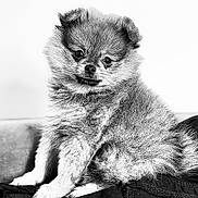 Adonis participe au concours pour gagner de l'argent avec cette photo : dog, puppy, fluffy, fur, pet, animal, cute, black_and_white, portrait, sitting, small_dog, indoors, close_up, furry, canine, adorable, companion, young, friendly, domestic_animal