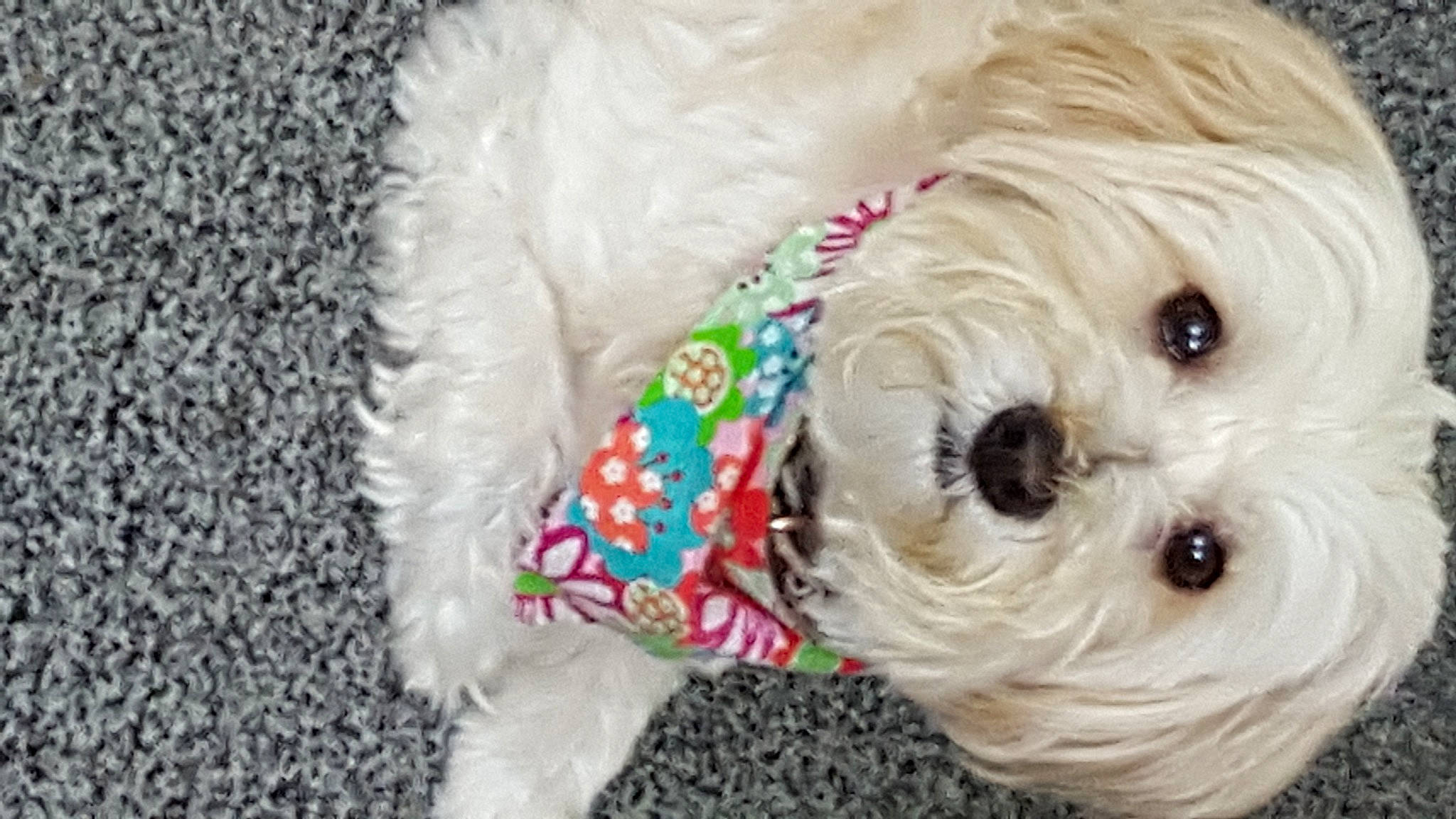 Dusty is registered to the contest to win money with this photo: canidae, carnivore, collar, companion_dog, dog, dog_breed, dog_clothes, dog_collar, dog_supply, fashion_accessory, fawn, fur, leash, pet_supply, small_terrier, sporting_group, terrier, toy, toy_dog, working_animal