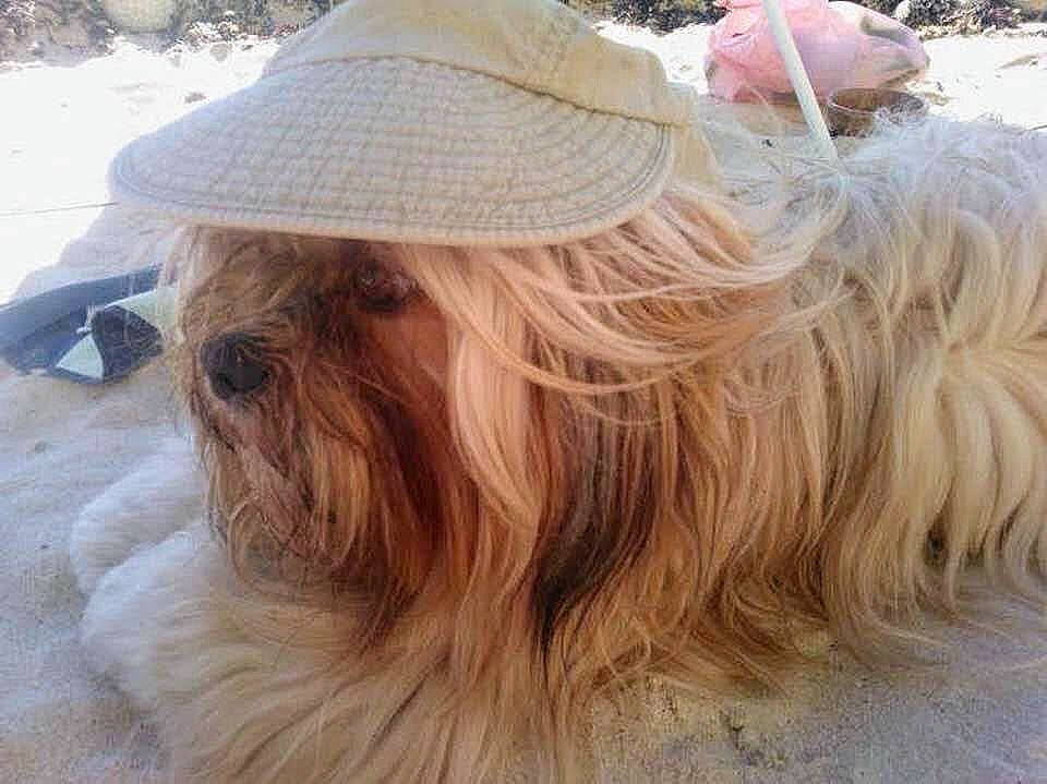 Guimauve participe au concours pour gagner de l'argent avec cette photo : canidae, cap, carnivore, companion_dog, dog, dog_breed, dog_collar, eyewear, fawn, fur, glasses, goggles, hat, liver, shih_tzu, snout, sporting_group, sunglasses, toy_dog, working_animal