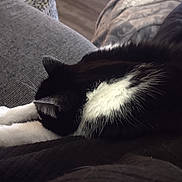 Gibson joined the competition — help win amazing prizes! animal, black_and_white, cat, close_up, couch, cozy, domestic, feline, fur, gray, indoor, paws, pet, relaxation, resting, sleeping, soft_lighting, stretched_out, texture, whiskers