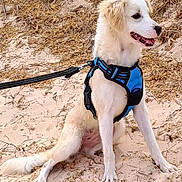Kaïla participe au concours pour gagner de l'argent avec cette photo : animal, canine, companion, daylight, dog, fur, grass, happy, harness, leash, mammal, nature, outdoor, pet, playful, puppy, sand, sitting, smiling, young