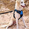 animal, canine, companion, daylight, dog, fur, grass, happy, harness, leash, mammal, nature, outdoor, pet, playful, puppy, sand, sitting, smiling, young