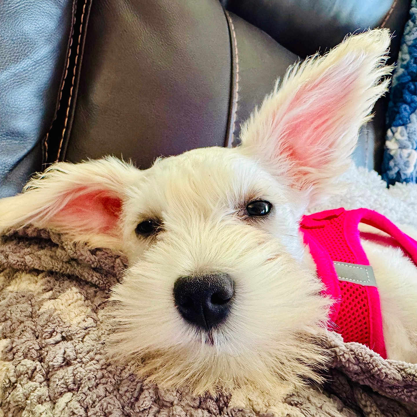 Lily joined the competition — help win amazing prizes! animal, ball, canine, cat, couch, cushion, dog, eskimodog, football, furniture, homedecor, person, pet, puppy, sleeping, soccer, soccerball, sport, terrier, whitedog