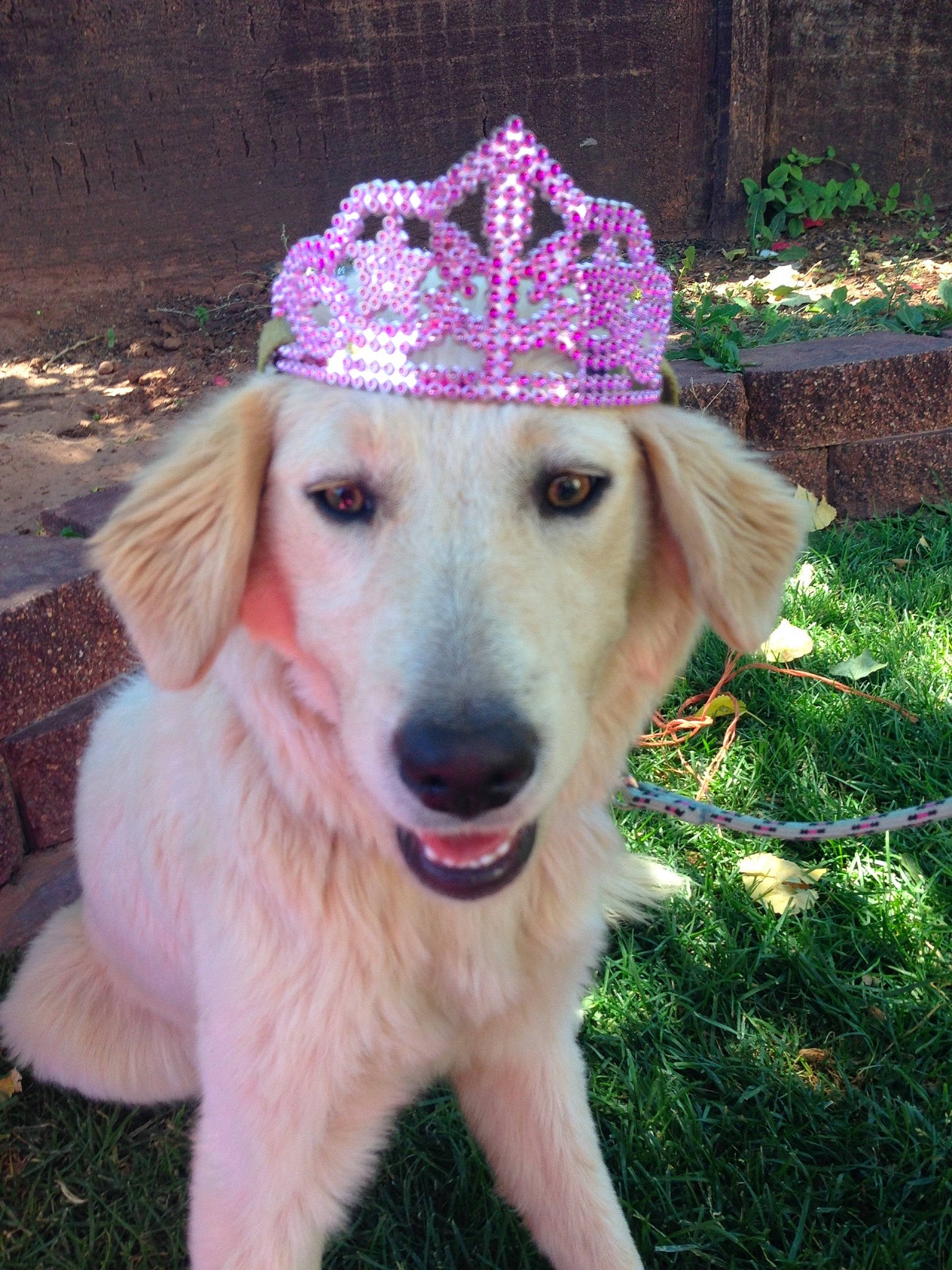 Nixie joined the competition — help win amazing prizes! canidae, carnivore, companion_dog, dog, dog_breed, fawn, golden_retriever, hat, headgear, labrador_retriever, mammal, plant, rare_breed_dog, retriever, sporting_group, vertebrate