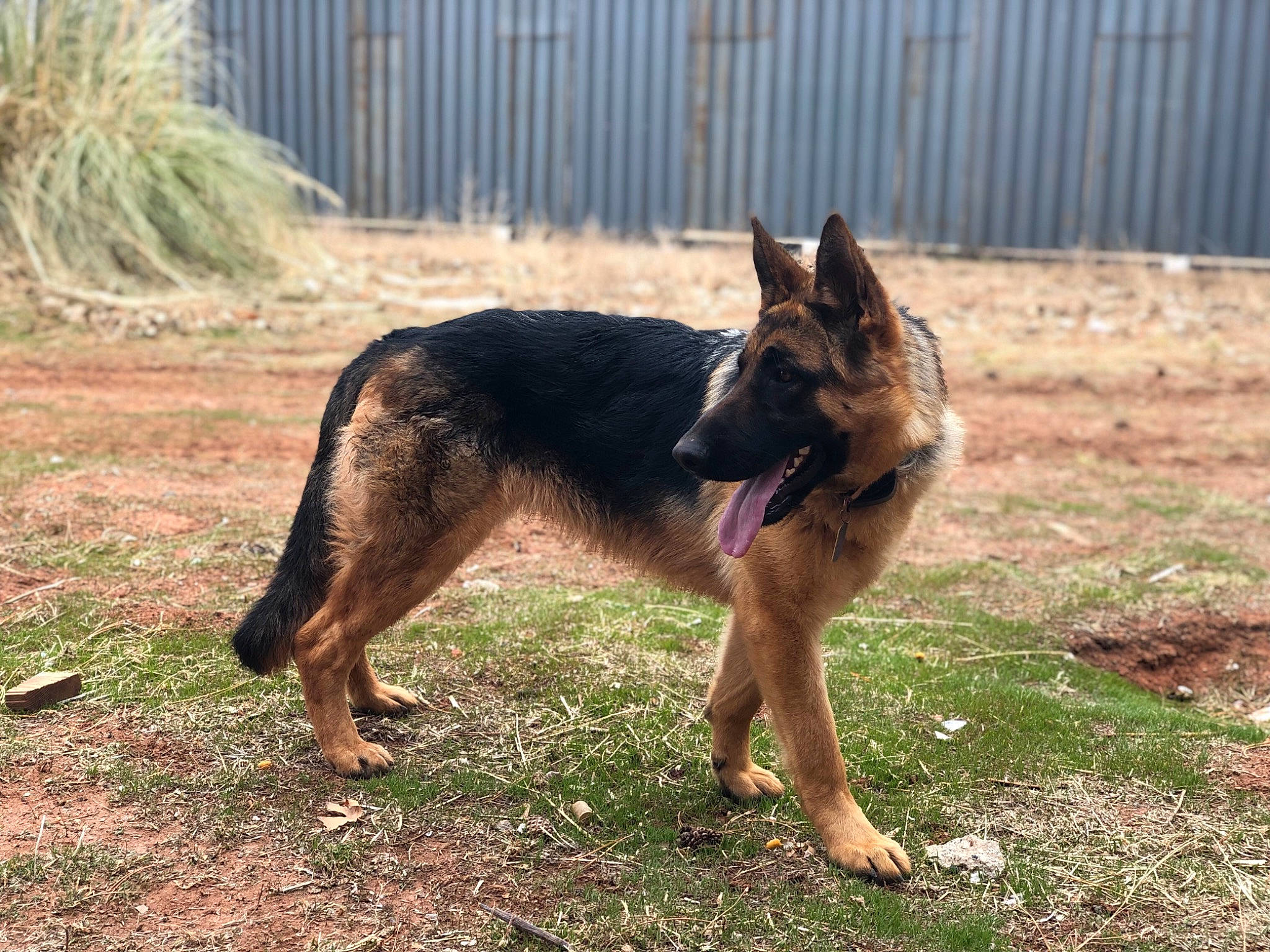 Ariat joined the competition — help win amazing prizes! belgian_shepherd, belgian_shepherd_malinois, canidae, carnivore, dog, dog_breed, east_european_shepherd, german_shepherd_dog, herding_dog, king_shepherd, kunming_wolfdog, mammal, old_german_shepherd_dog, shiloh_shepherd_dog, vertebrate, wolfdog, working_dog