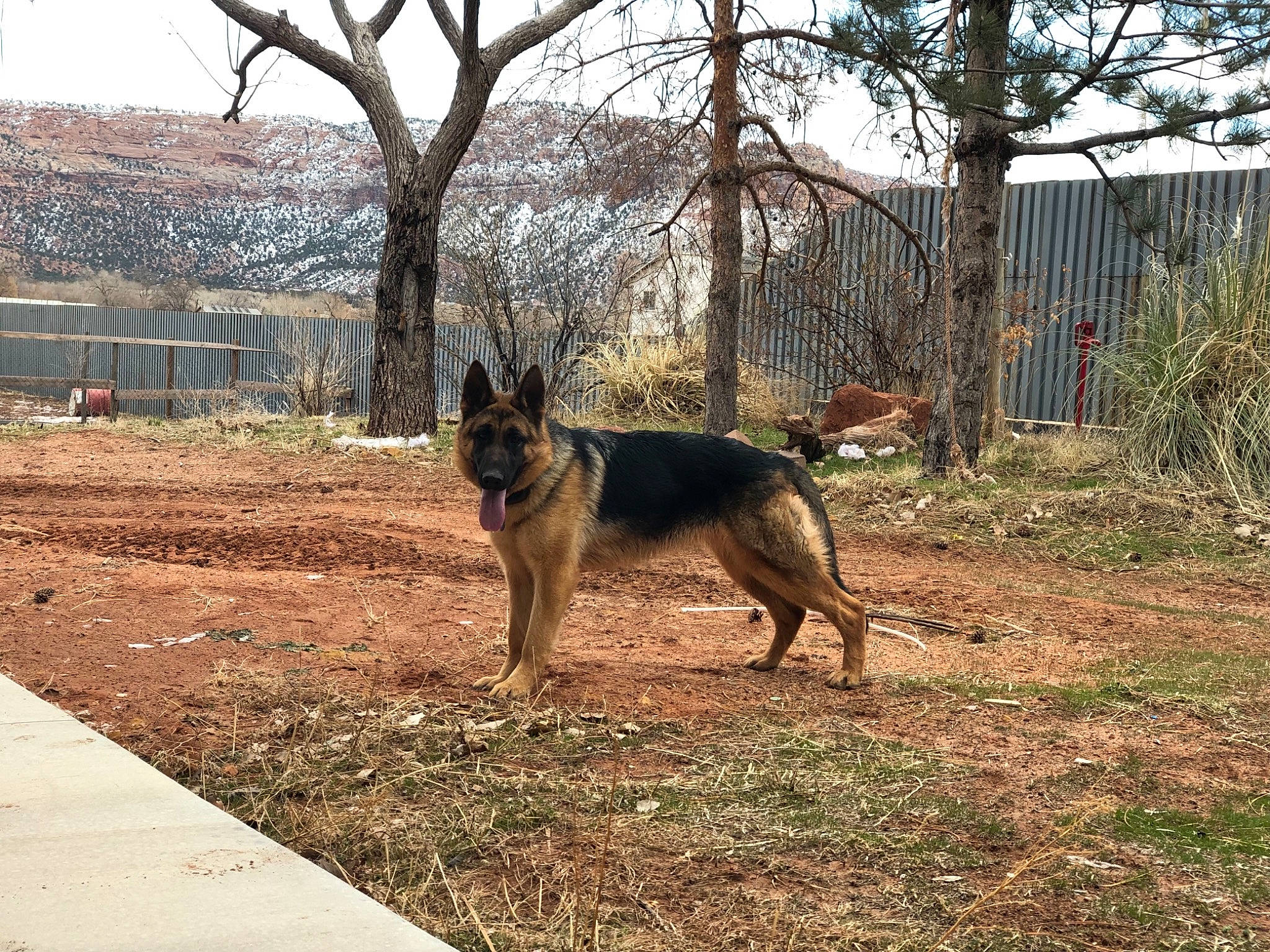 Ariat joined the competition — help win amazing prizes! belgian_shepherd_malinois, canidae, carnivore, dog, dog_breed, east_european_shepherd, german_shepherd_dog, herding_dog, king_shepherd, kunming_wolfdog, mammal, old_german_shepherd_dog, police_dog, shiloh_shepherd_dog, snout, tail, tree, vertebrate, wolfdog, working_dog