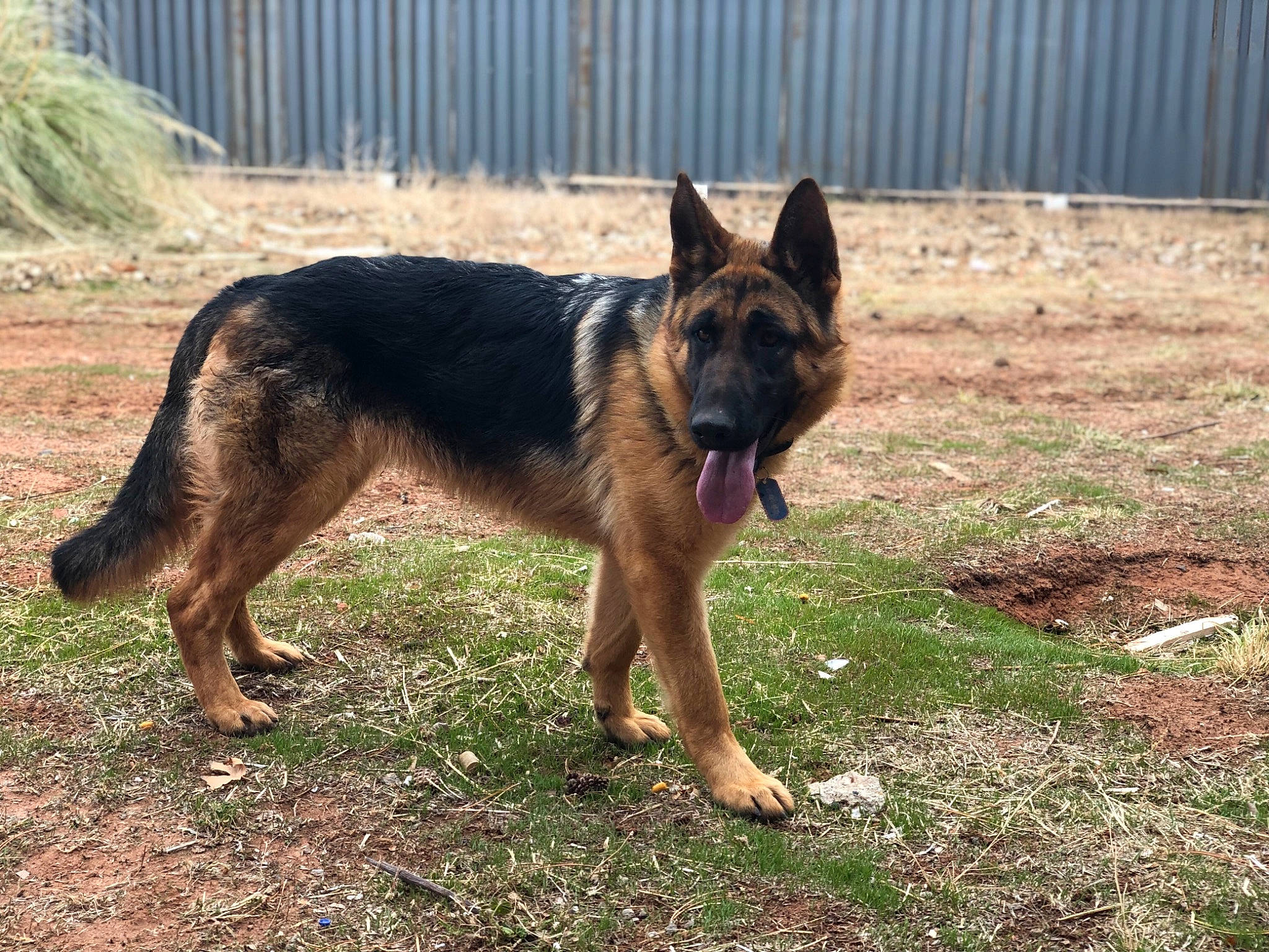 Ariat joined the competition — help win amazing prizes! belgian_shepherd_malinois, canidae, carnivore, dog, dog_breed, east_european_shepherd, german_shepherd_dog, king_shepherd, kunming_wolfdog, mammal, old_german_shepherd_dog, rare_breed_dog, shiloh_shepherd_dog, vertebrate, wolfdog, working_dog