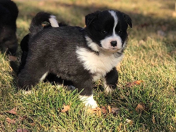 Nyssa is registered to the contest to win money with this photo: australian_collie, border_collie, canidae, carnivore, companion_dog, dog, dog_breed, herding_dog, mammal, puppy, rare_breed_dog, sporting_group, vertebrate