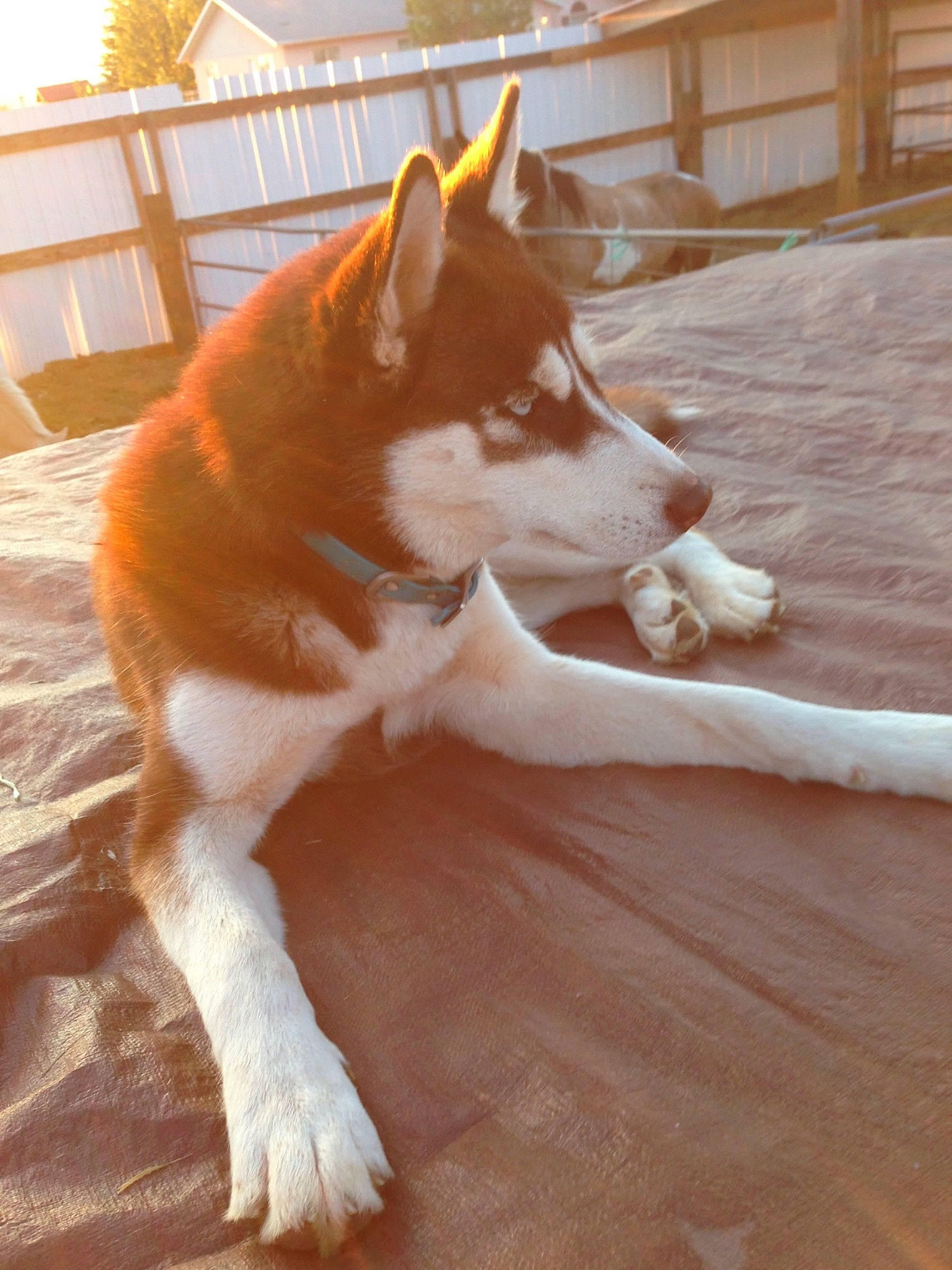 Risky joined the competition — help win amazing prizes! akita, ancient_dog_breeds, canaan_dog, canadian_eskimo_dog, canidae, carnivore, dog, dog_breed, fawn, mammal, rare_breed_dog, sakhalin_husky, siberian_husky, tail, tamaskan_dog, vertebrate