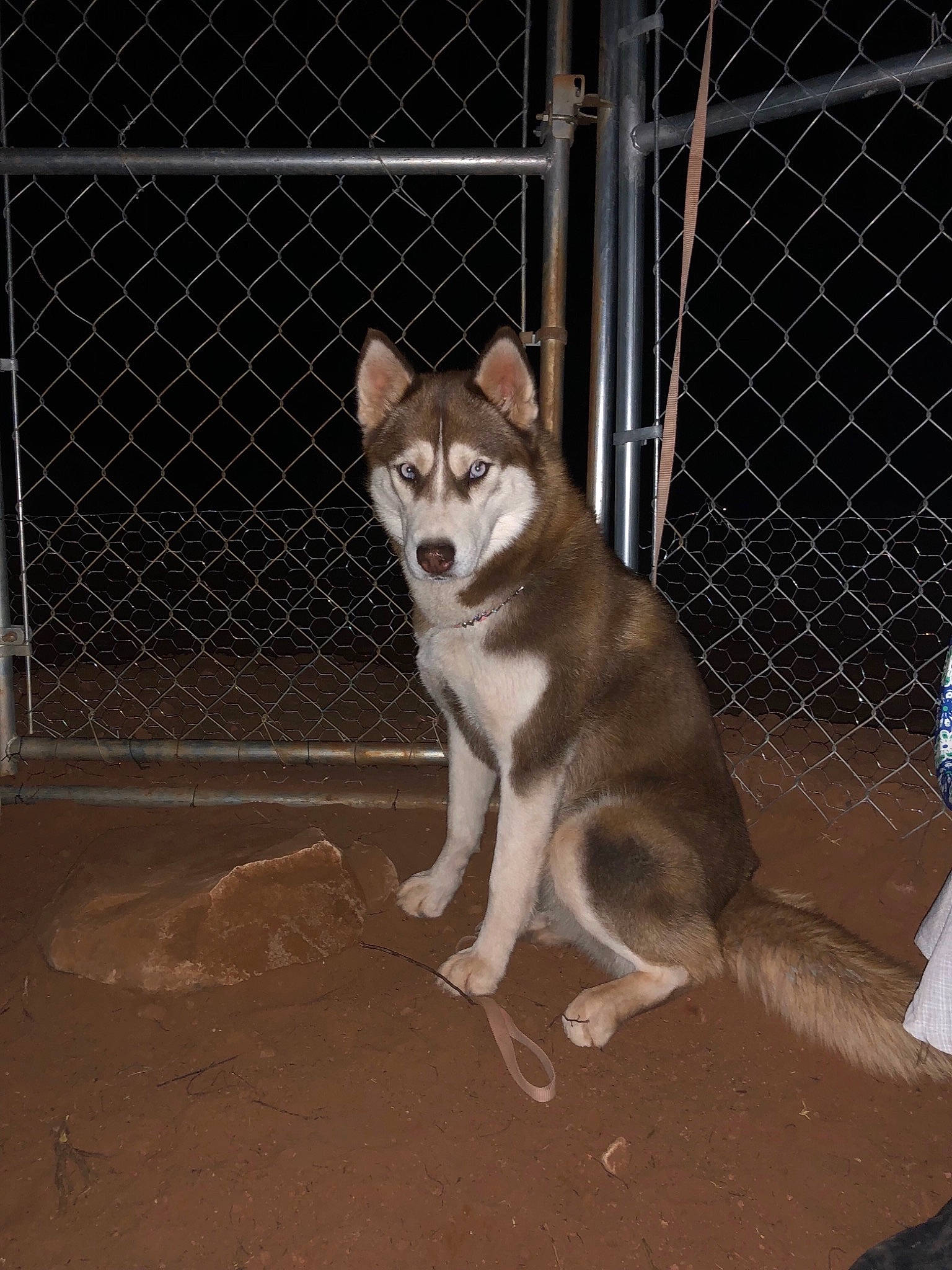 Risky is registered to the contest to win money with this photo: alaskan_klee_kai, alaskan_malamute, canidae, carnivore, dog, dog_breed, mammal, miniature_siberian_husky, native_american_indian_dog, northern_inuit_dog, saarloos_wolfdog, sakhalin_husky, seppala_siberian_sleddog, siberian_husky, sled_dog, tail, tamaskan_dog, vertebrate, west_siberian_laika, wolfdog