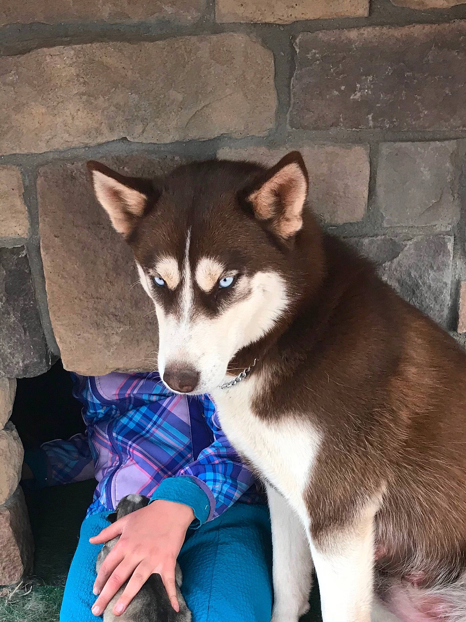 Risky is registered to the contest to win money with this photo: alaskan_klee_kai, alaskan_malamute, canadian_eskimo_dog, canidae, carnivore, dog, dog_breed, east_siberian_laika, labrador_husky, mammal, miniature_siberian_husky, native_american_indian_dog, sakhalin_husky, seppala_siberian_sleddog, siberian_husky, sled_dog, sporting_group, tamaskan_dog, vertebrate, wolfdog