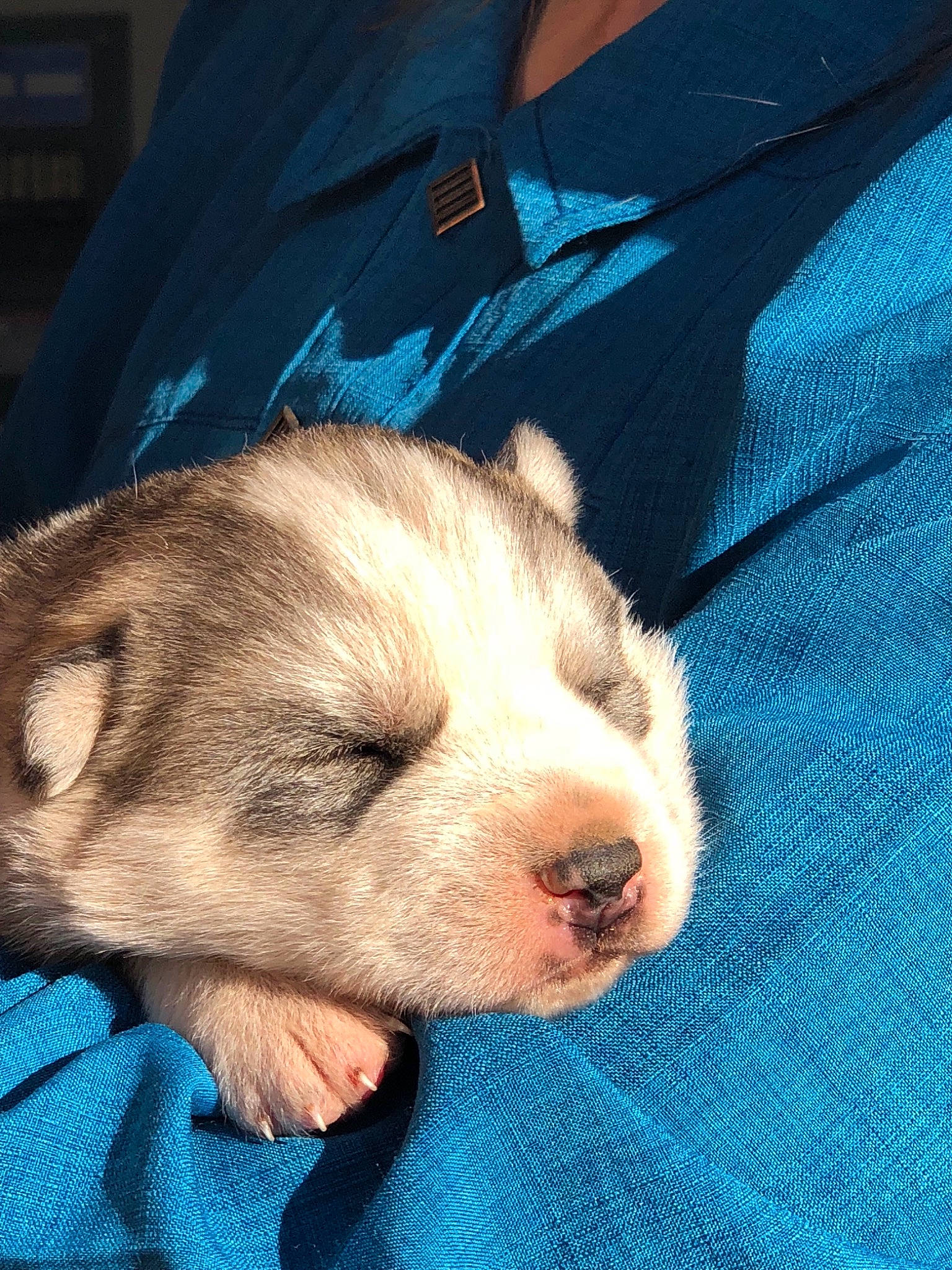 Shadow is registered to the contest to win money with this photo: border_terrier, canidae, carnivore, dog, dog_breed, fawn, mammal, morkie, puppy, puppy_love, rare_breed_dog, shih_tzu, siberian_husky, vertebrate