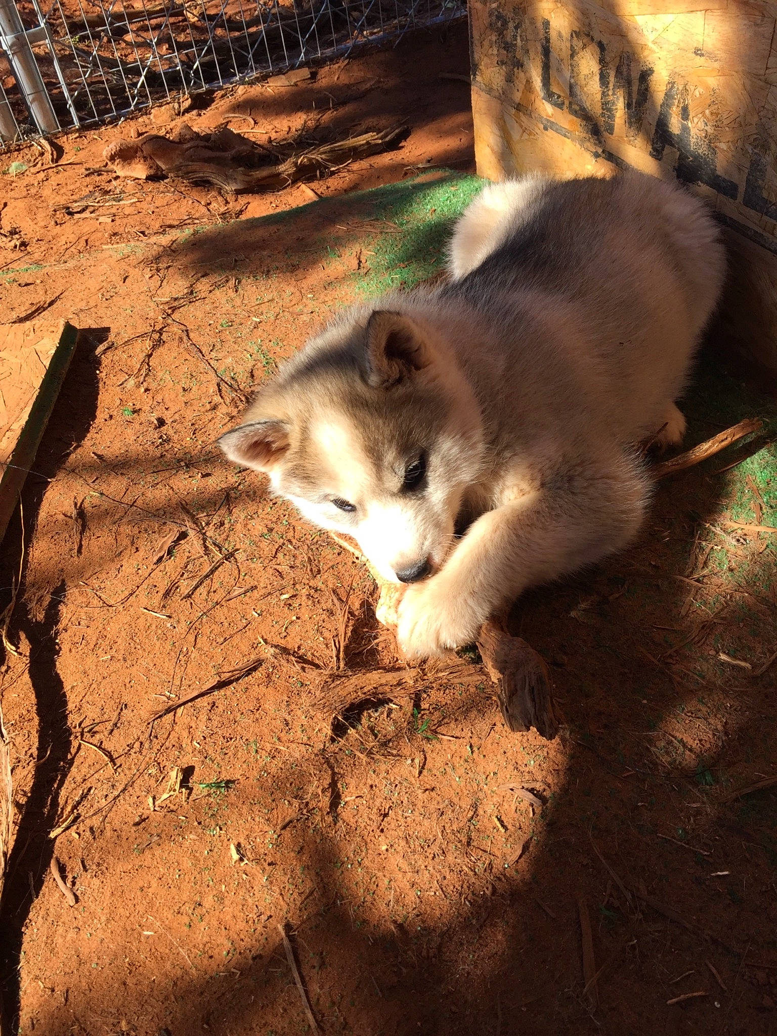 Shadow joined the competition — help win amazing prizes! carnivore, cat, felidae, siberian_husky, small_to_medium_sized_cats, tail, whiskers