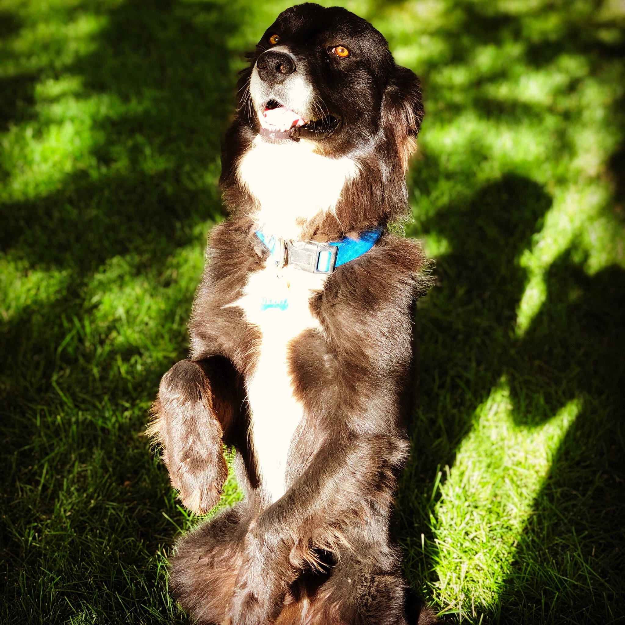 Jerry is registered to the contest to win money with this photo: border_collie, canidae, carnivore, companion_dog, dog, dog_breed, drentse_patrijshond, english_shepherd, german_longhaired_pointer, german_spaniel, hunting_dog, large_munsterlander, mammal, picardy_spaniel, rare_breed_dog, small_munsterlander, spaniel, sporting_group, stabyhoun, vertebrate