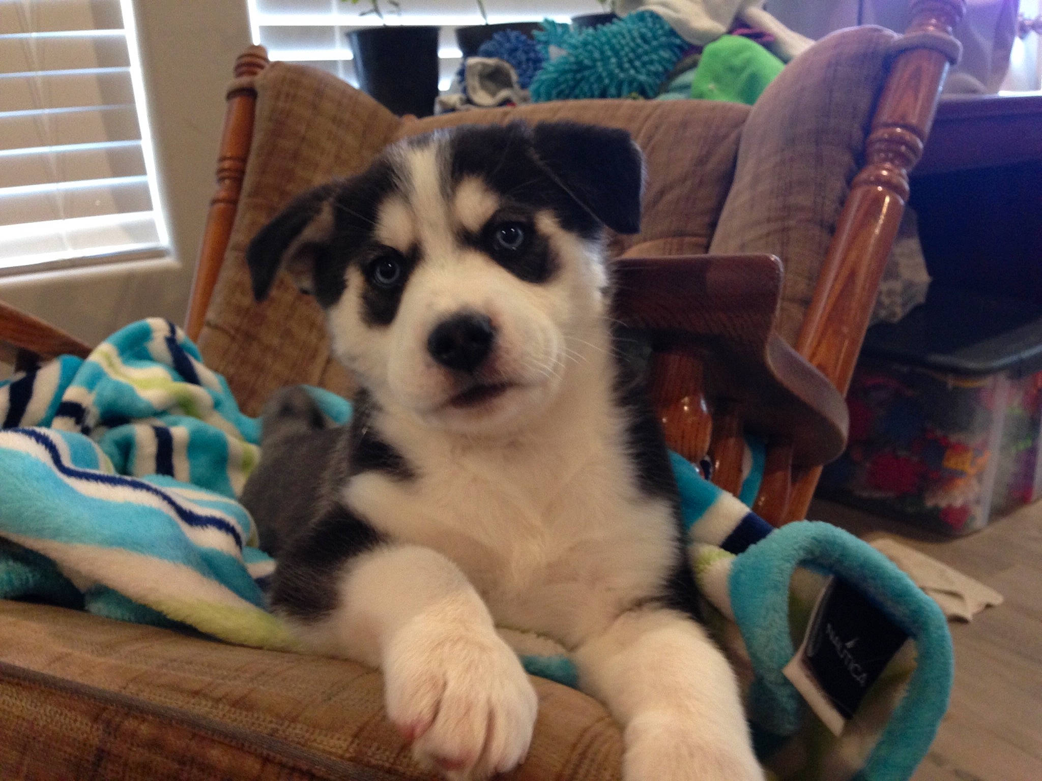 Trixie joined the competition — help win amazing prizes! alaskan_malamute, canidae, carnivore, companion_dog, dog, dog_breed, labrador_husky, mammal, miniature_siberian_husky, northern_inuit_dog, nose, puppy, rare_breed_dog, sakhalin_husky, seppala_siberian_sleddog, siberian_husky, sled_dog, sporting_group, vertebrate, wolfdog