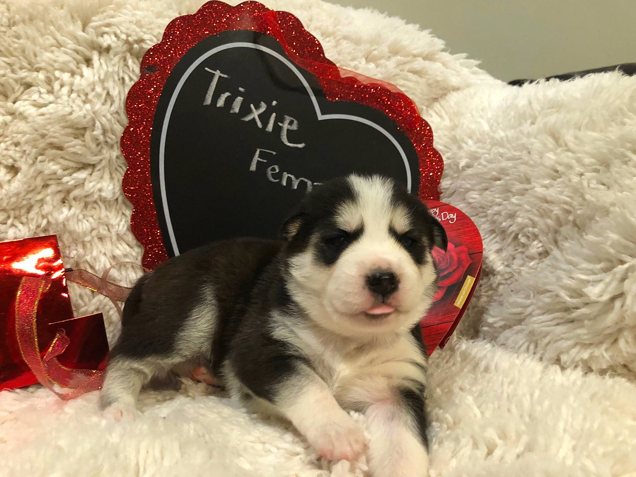 Trixie is registered to the contest to win money with this photo: boston_terrier, canidae, carnivore, companion_dog, dog, dog_breed, french_bulldog, love, mammal, non_sporting_group, puppy, puppy_love, rare_breed_dog, sporting_group, vertebrate