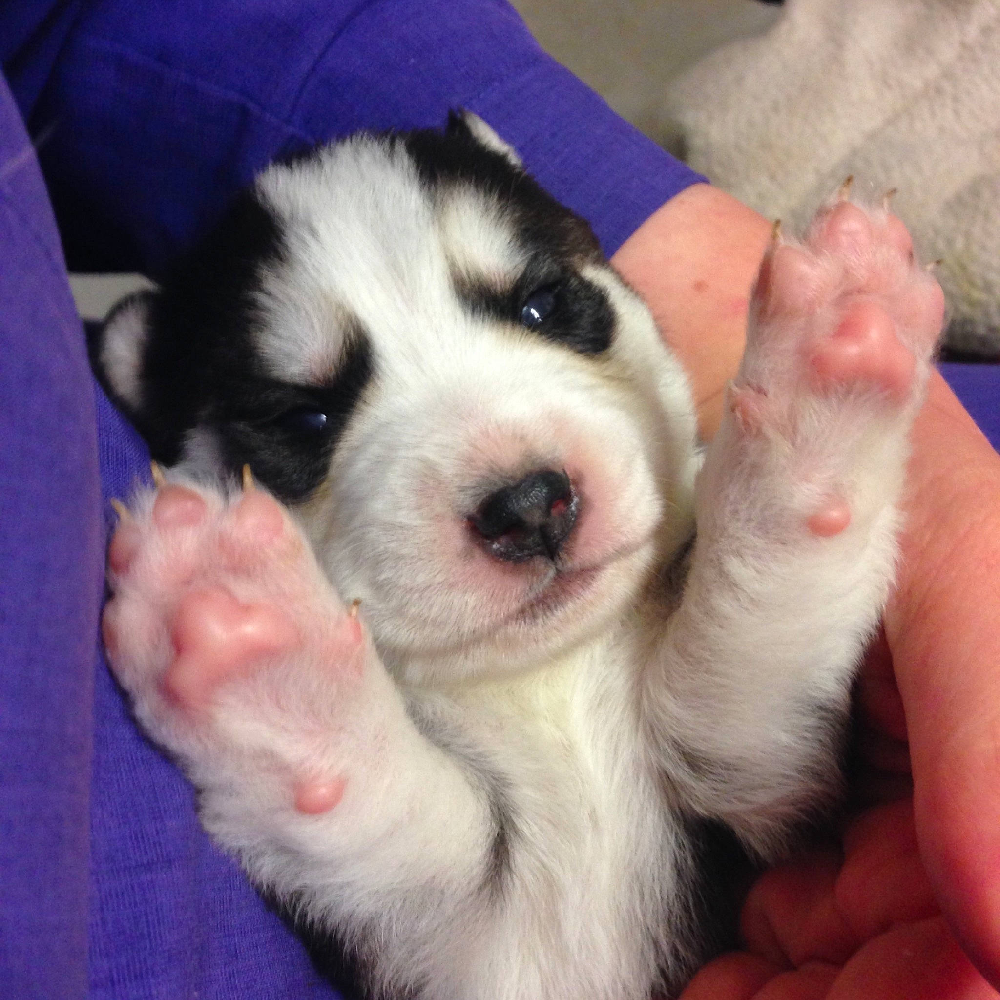 Trixie joined the competition — help win amazing prizes! border_collie, canidae, carnivore, companion_dog, dog, dog_breed, iris, mammal, miniature_australian_shepherd, miniature_siberian_husky, nose, paw, puppy, puppy_love, rare_breed_dog, siberian_husky, snout, sporting_group, tornjak, vertebrate