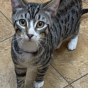 Ozzy is registered to the contest to win money with this photo: cat, tabby, pet, animal, indoor, floor, tile, curious, whiskers, paws, domestic, feline, young, standing, looking_up, ears, fur, striped, mammal, closeup