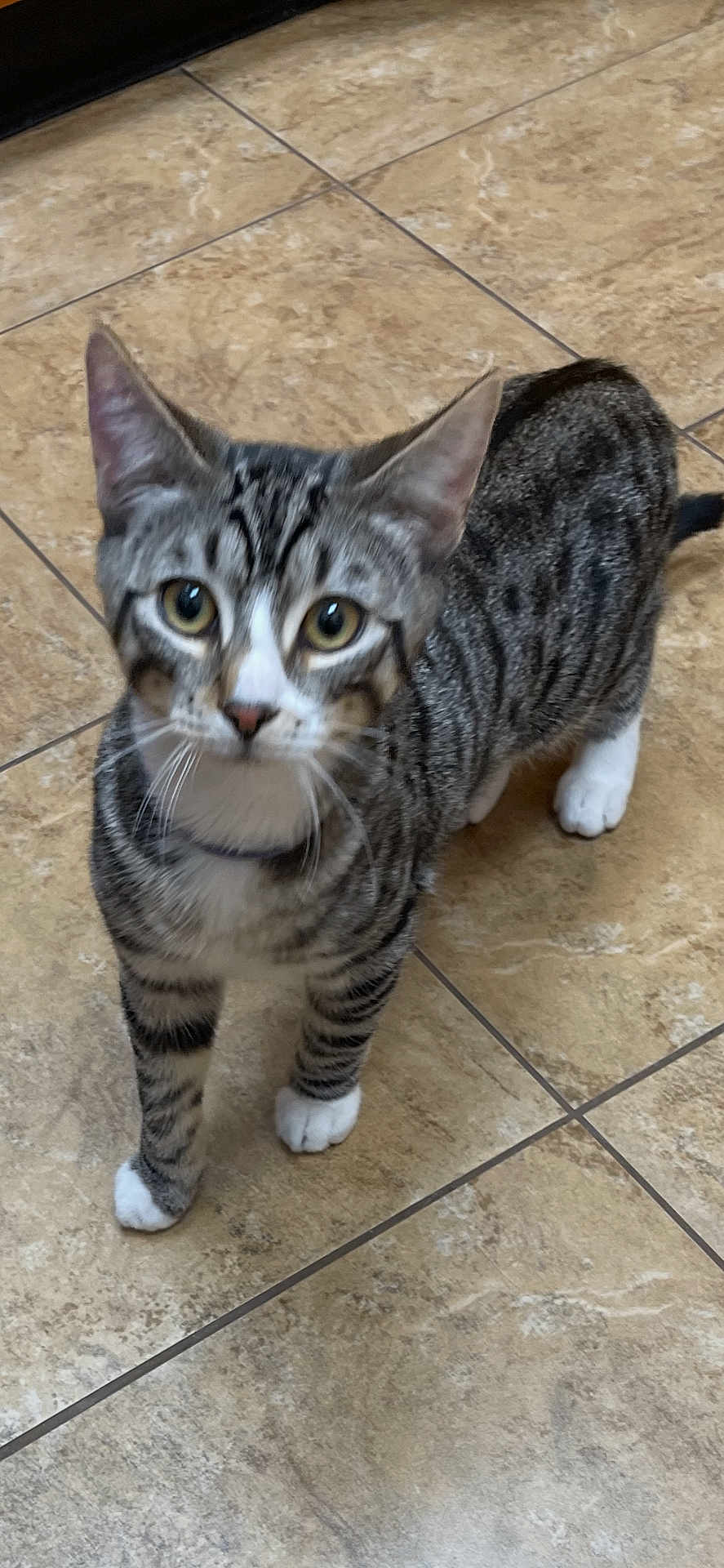 Ozzy is registered to the contest to win money with this photo: cat, tabby, pet, animal, indoor, floor, tile, curious, whiskers, paws, domestic, feline, young, standing, looking_up, ears, fur, striped, mammal, closeup