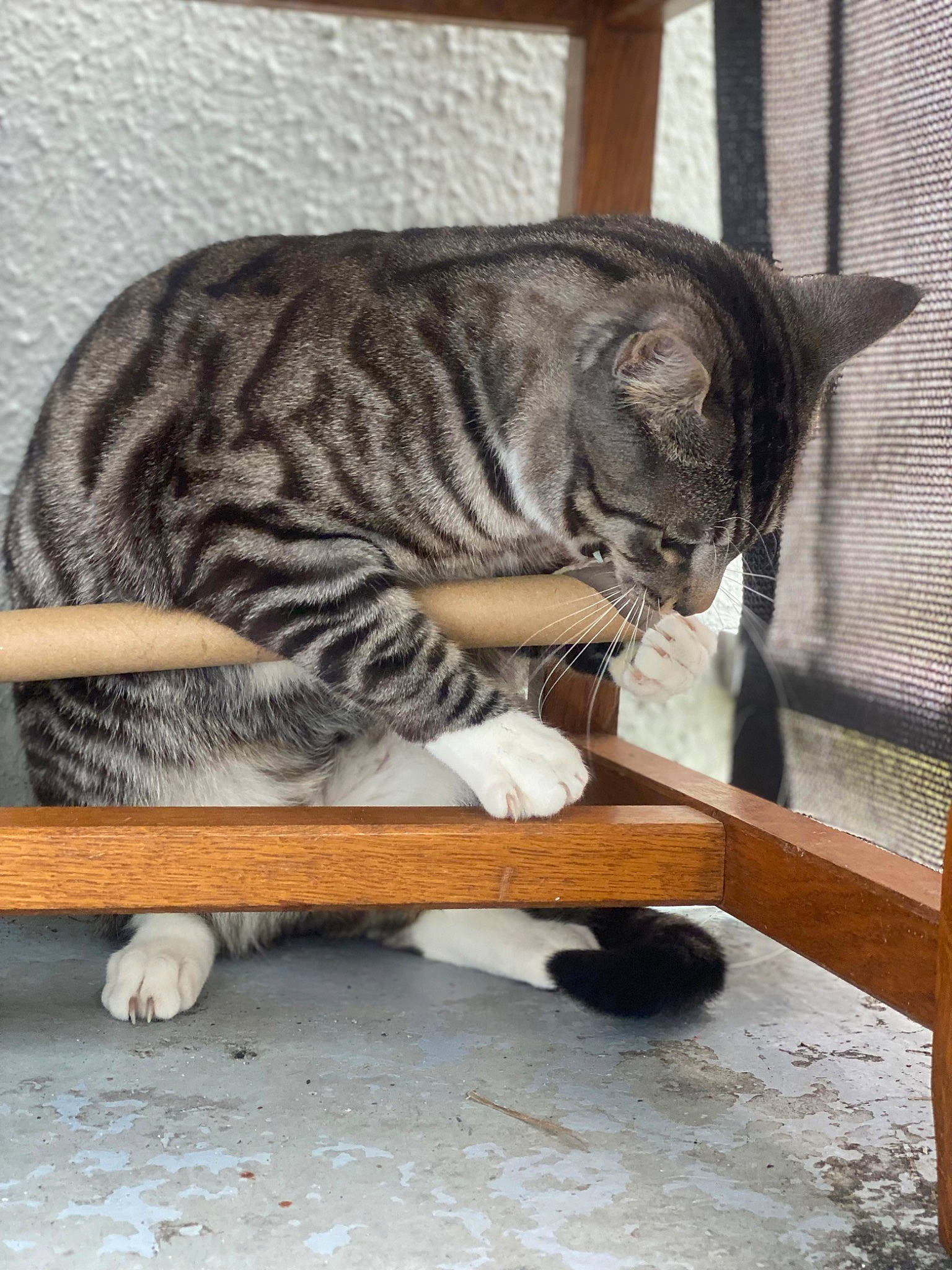 Skart participe au concours pour gagner de l'argent avec cette photo : carnivore, cat, claw, comfort, domestic_short_haired_cat, fawn, felidae, fur, grey, mammal, paw, sitting, small_to_medium_sized_cats, snout, tail, terrestrial_animal, vertebrate, whiskers, wildlife, wood