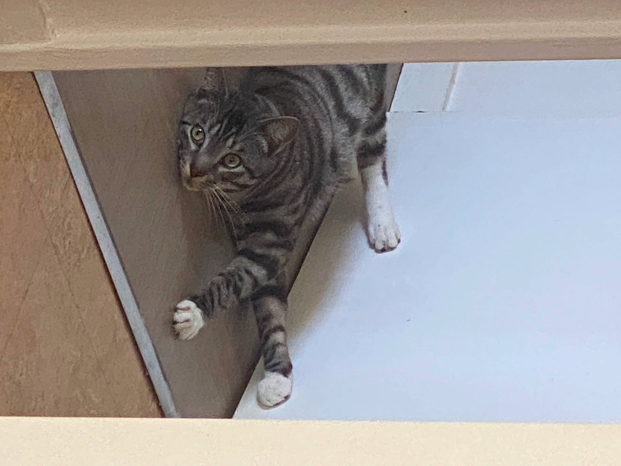 Skart a rejoint le concours — aidez-le/la à gagner de superbes lots ! carnivore, cat, domestic_short_haired_cat, door, felidae, flooring, fur, grey, hardwood, metal, pattern, paw, rectangle, room, small_to_medium_sized_cats, snout, tail, terrestrial_animal, whiskers, wood