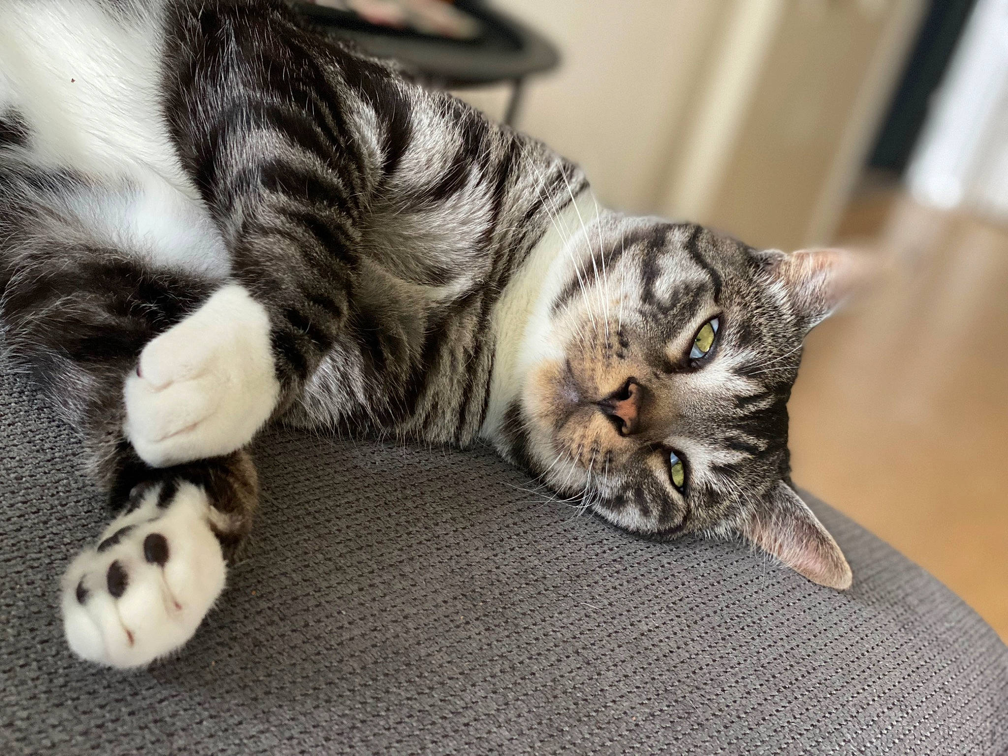 Skart a rejoint le concours — aidez-le/la à gagner de superbes lots ! carnivore, cat, claw, comfort, domestic_short_haired_cat, felidae, fur, paw, small_to_medium_sized_cats, snout, tail, terrestrial_animal, whiskers