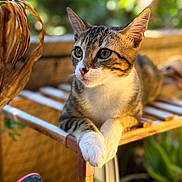 Ming Ming joined the competition — help win amazing prizes! cat, tabby_cat, animal, pet, white_paws, wooden_chair, outdoor, greenery, blurred_background, sunlight, feline, cute, domestic_cat, resting, portrait, whiskers, ears, curious, nature, relaxed