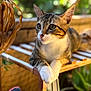 cat, tabby_cat, animal, pet, white_paws, wooden_chair, outdoor, greenery, blurred_background, sunlight, feline, cute, domestic_cat, resting, portrait, whiskers, ears, curious, nature, relaxed