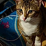 Ming Ming joined the competition — help win amazing prizes! cat, tabby, pet, animal, whiskers, fur, eyes, ears, paws, indoor, rug, colorful, pattern, cable, curious, closeup, domestic, cute, feline, sitting