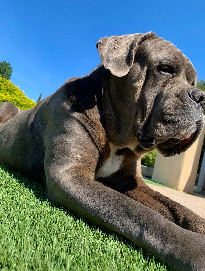 Bud participe au concours pour gagner de l'argent avec cette photo : boxer, canidae, carnivore, companion_dog, dog, dog_breed, fawn, grass, grassland, non_sporting_group, plant, sky, snout, sporting_group, terrestrial_animal, tree, wildlife, working_animal, working_dog, wrinkle