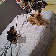 Milo participe au concours pour gagner de l'argent avec cette photo : dog, small_dog, bed, blanket, indoor, pet, animal, curious, brown_dog, black_dog, furniture, room, stuffed_toy, floor, household_items, cozy, cute, looking, relaxed, two_dogs