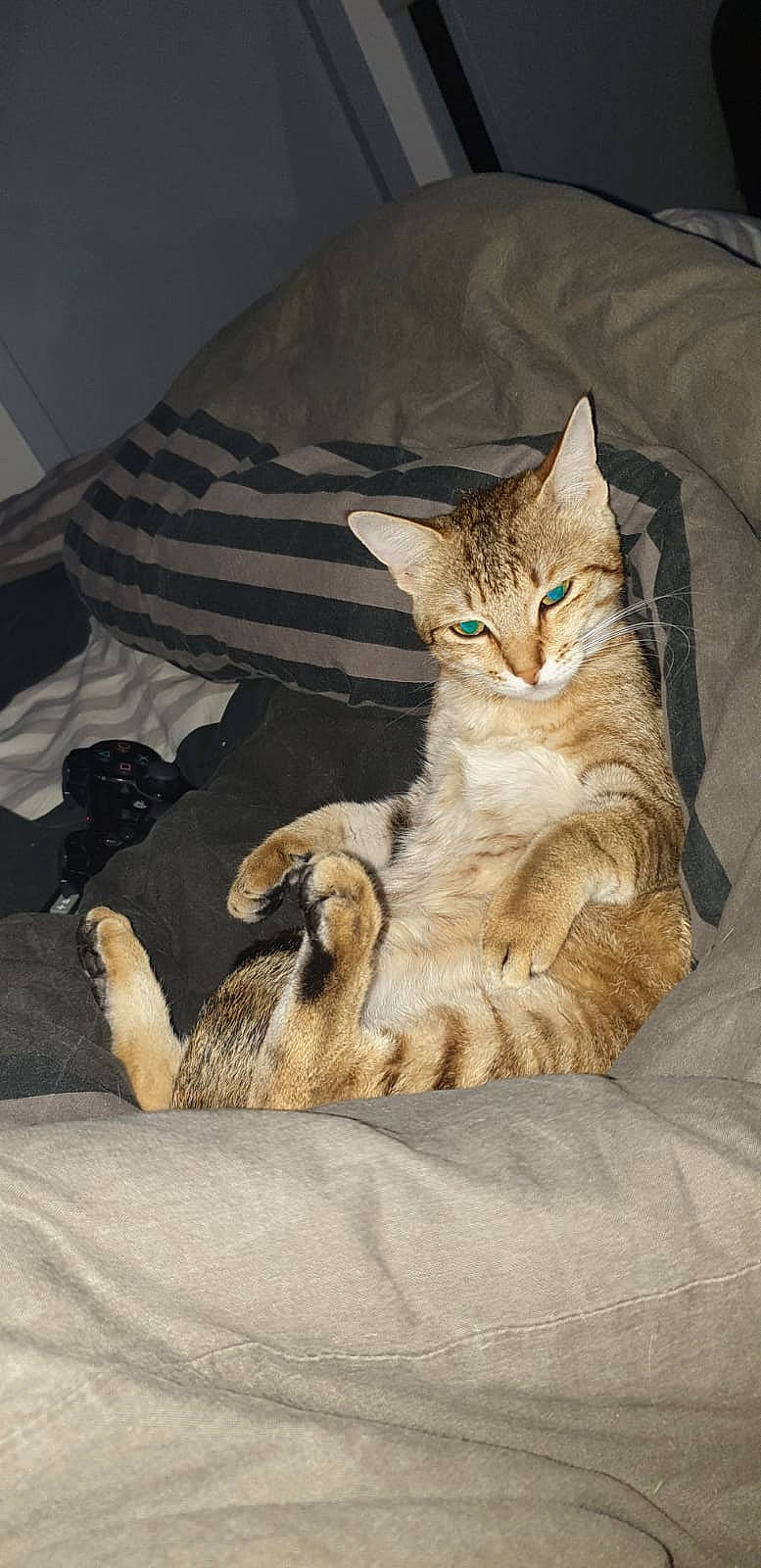 Muezza a rejoint le concours — aidez-le/la à gagner de superbes lots ! arabian_mau, asian, carnivore, cat, chausie, domestic_short_haired_cat, dragon_li, european_shorthair, fawn, felidae, fur, kitten, mammal, ocicat, pixie_bob, savannah, small_to_medium_sized_cats, somali, tabby_cat, whiskers