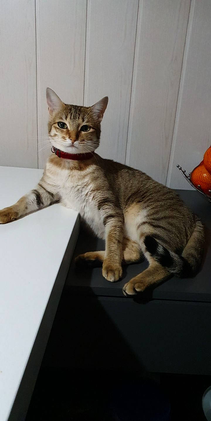 Muezza participe au concours pour gagner de l'argent avec cette photo : american_shorthair, american_wirehair, arabian_mau, asian, australian_mist, california_spangled, carnivore, cat, domestic_short_haired_cat, dragon_li, european_shorthair, felidae, kitten, mammal, ocicat, pixie_bob, small_to_medium_sized_cats, sokoke, tabby_cat, whiskers