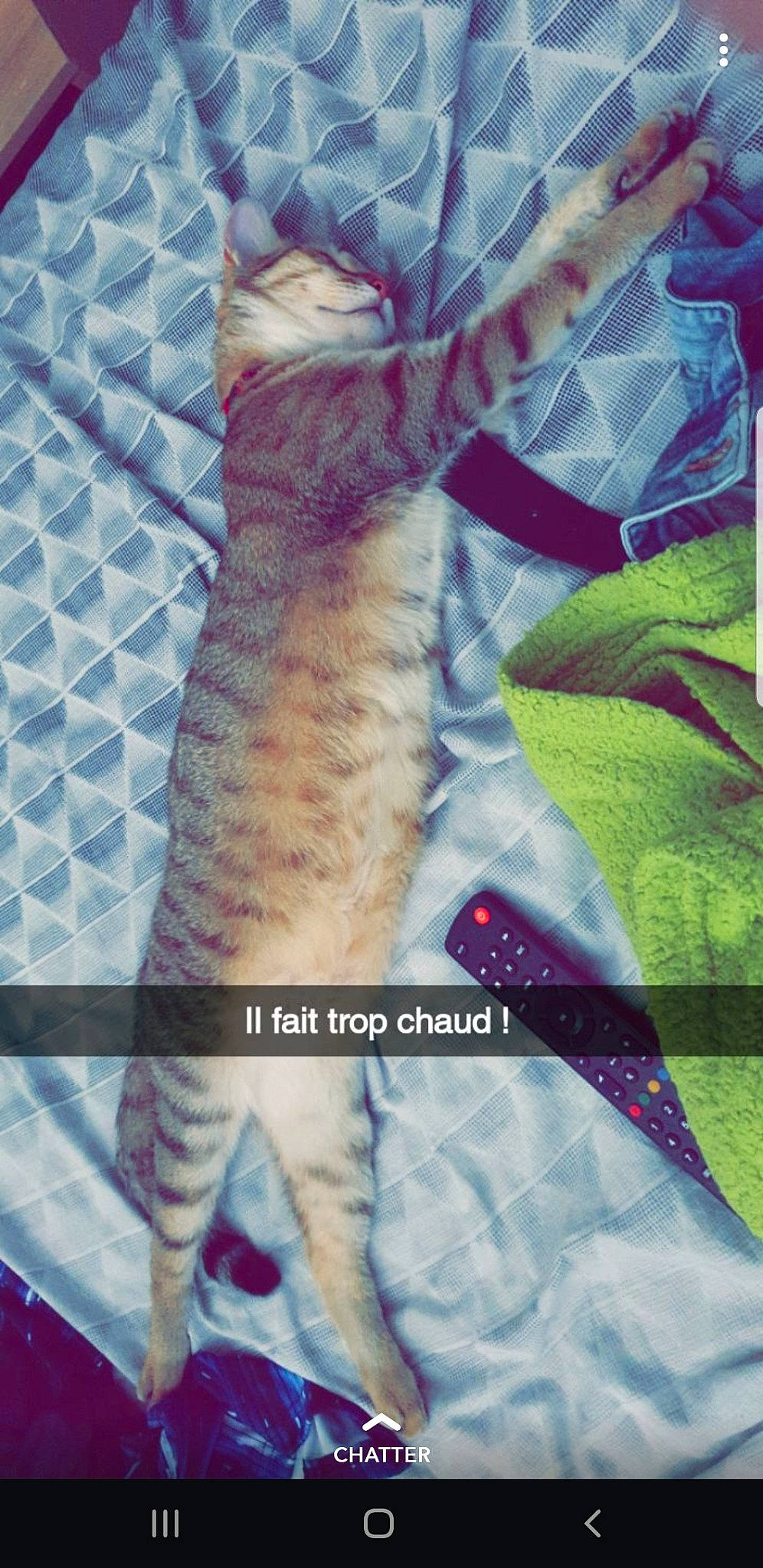 Muezza participe au concours pour gagner de l'argent avec cette photo : carnivore, cat, felidae, kitten, organism, pattern, small_to_medium_sized_cats, tabby_cat, tail