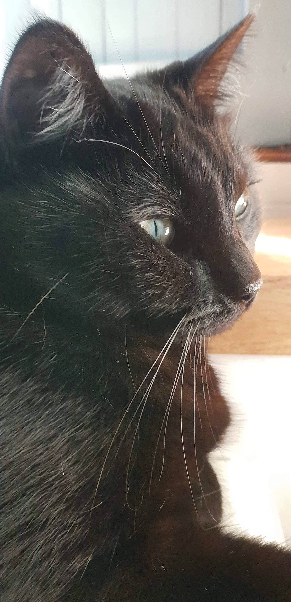 Titoune a rejoint le concours — aidez-le/la à gagner de superbes lots ! black_cat, carnivore, cat, close_up, domestic_long_haired_cat, eye, felidae, fur, hair, mammal, norwegian_forest_cat, small_to_medium_sized_cats, snout, whiskers