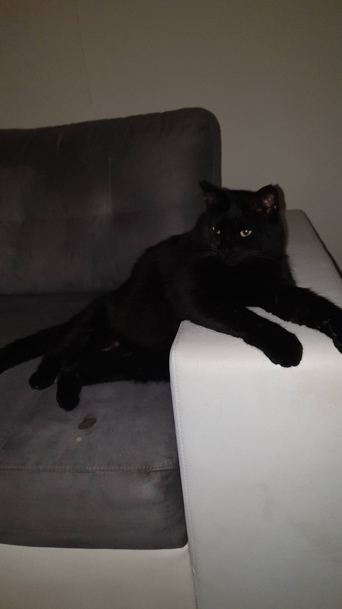 Titoune a rejoint le concours — aidez-le/la à gagner de superbes lots ! bed, black, black_cat, bombay, british_shorthair, carnivore, cat, eye, felidae, fur, room, small_to_medium_sized_cats, tail, whiskers