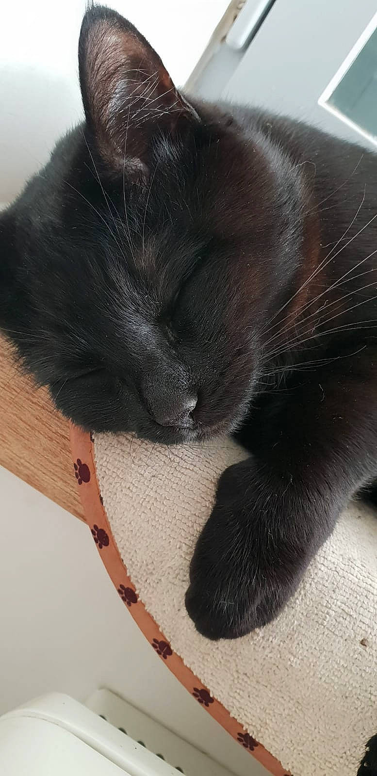 Titoune participe au concours pour gagner de l'argent avec cette photo : black_cat, carnivore, cat, claw, felidae, fur, korat, paw, small_to_medium_sized_cats, snout, tail, whiskers