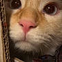 Aries joined the competition — help win amazing prizes! animal_shelter, carnivore, cat, domestic_short_haired_cat, eye, eyelash, fawn, felidae, fur, iris, nose, pet_supply, rodent, service, small_to_medium_sized_cats, snout, whiskers