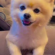 Rockey joined the competition — help win amazing prizes! animal, bodypart, canine, cockerspaniel, couch, dog, eskimodog, furniture, husky, mouth, papillon, person, pet, photoframe, puppy, whitedog