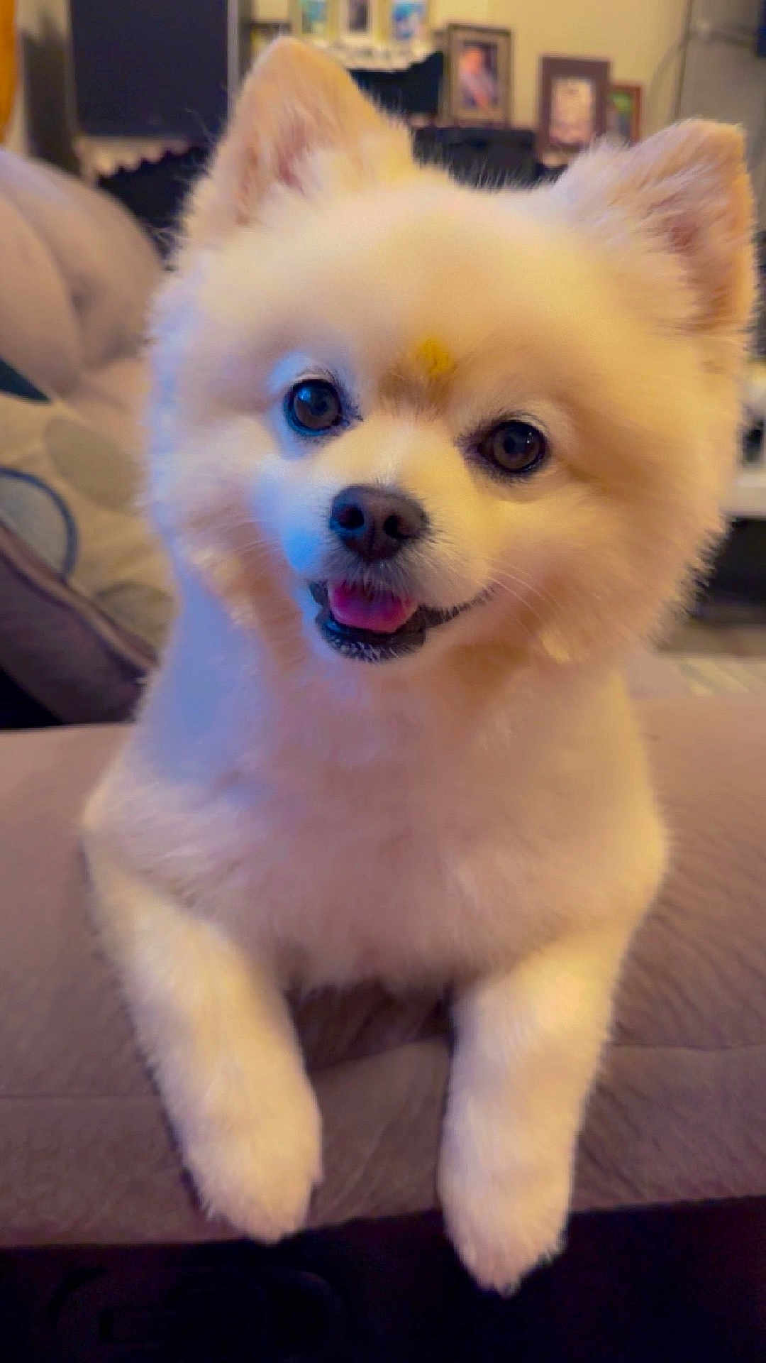 Rockey joined the competition — help win amazing prizes! animal, bodypart, canine, cockerspaniel, couch, dog, eskimodog, furniture, husky, mouth, papillon, person, pet, photoframe, puppy, whitedog